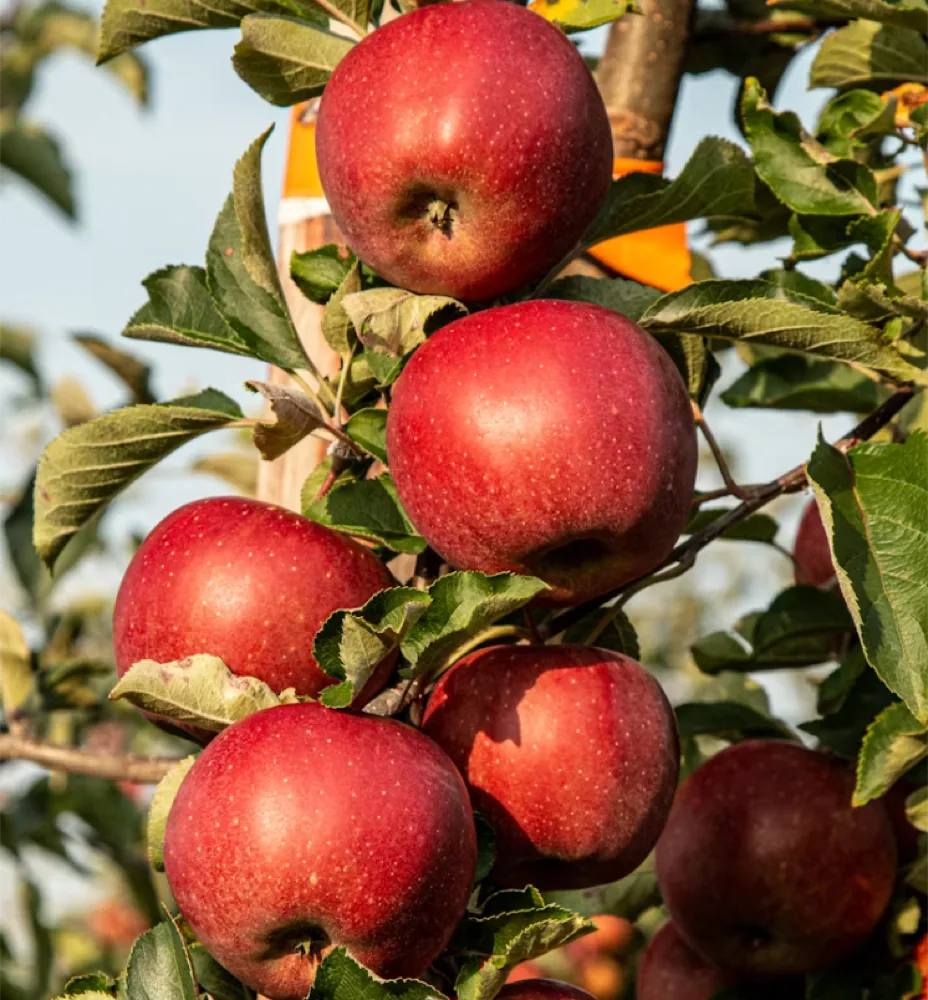 Mele — La Bottega nell’Orto
